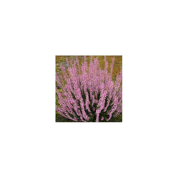 Calluna vulgaris'Pink Bettina'