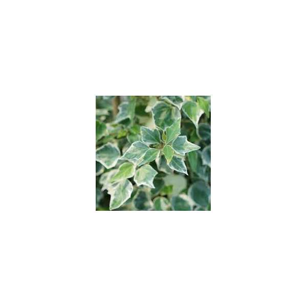 Hedera helix'Little Diamond'