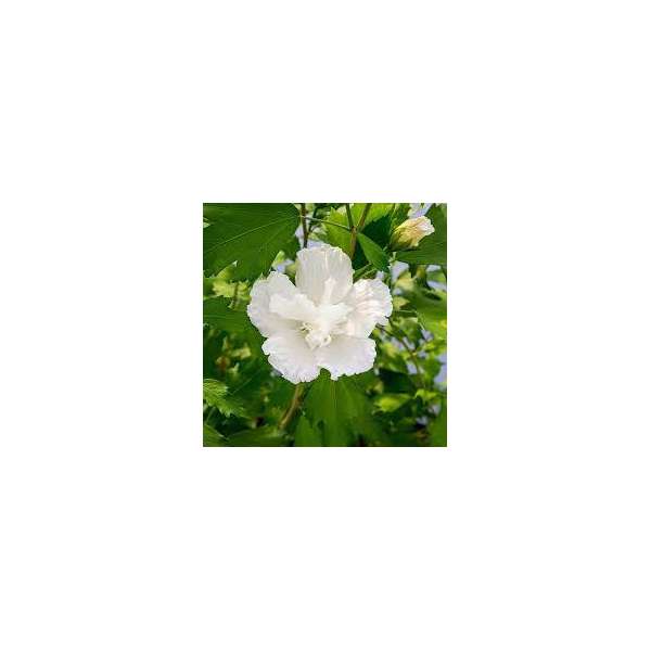 Hibiscus syriacus'Flower tower White'