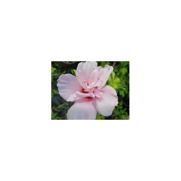 Hibiscus syriacus'Pink Chiffon'