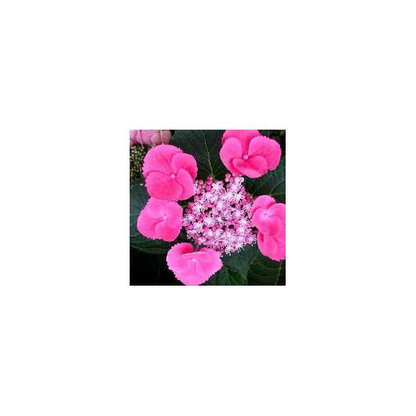 Hydrangea macrophylla'Zaunkönig'