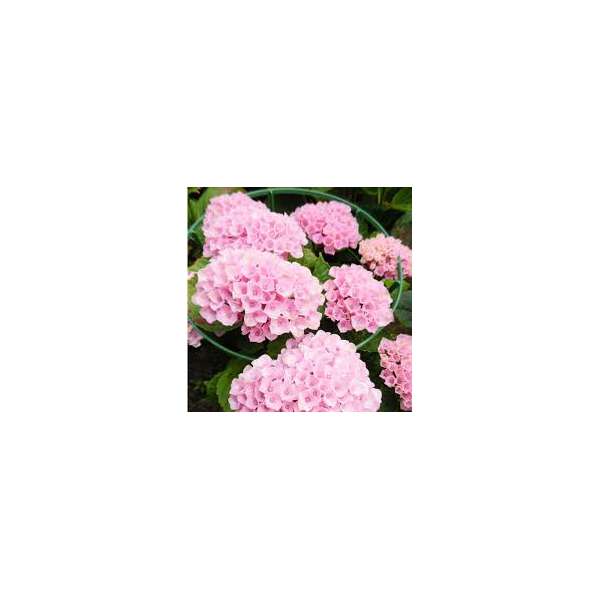 Hydrangea macrophylla'Little Pink'