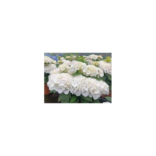 Hydrangea macrophylla'Little White'