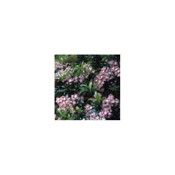 Kalmia latifolia'Minuet'