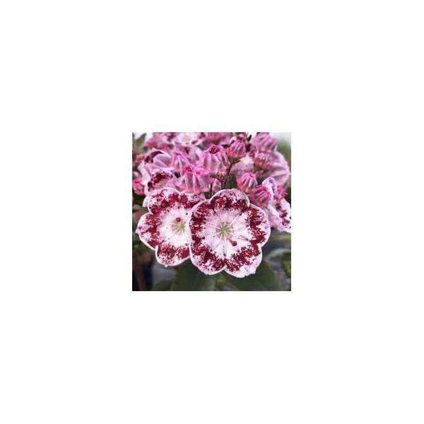 Kalmia latifolia'Bandeau'