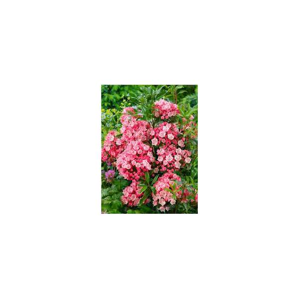 Kalmia latifolia'Olympic fire'