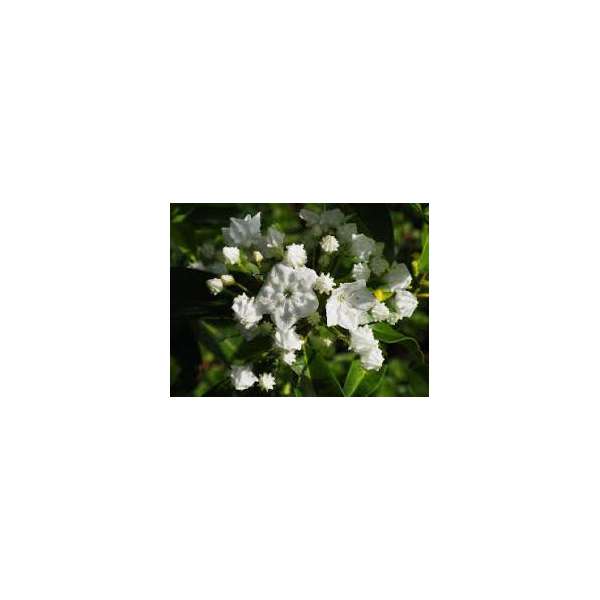 Kalmia latifolia'Snowdrift'