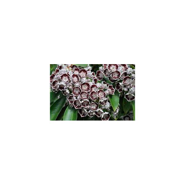 Kalmia latifolia'Sterntaler'