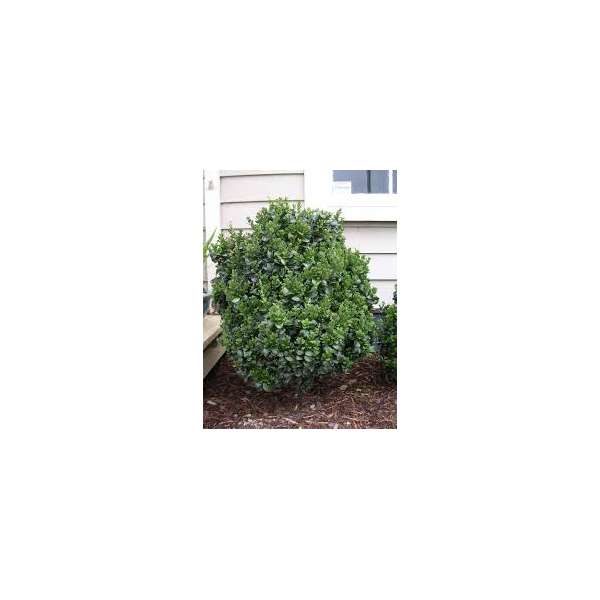 Ligustrum japonicum'Rotundifolium'