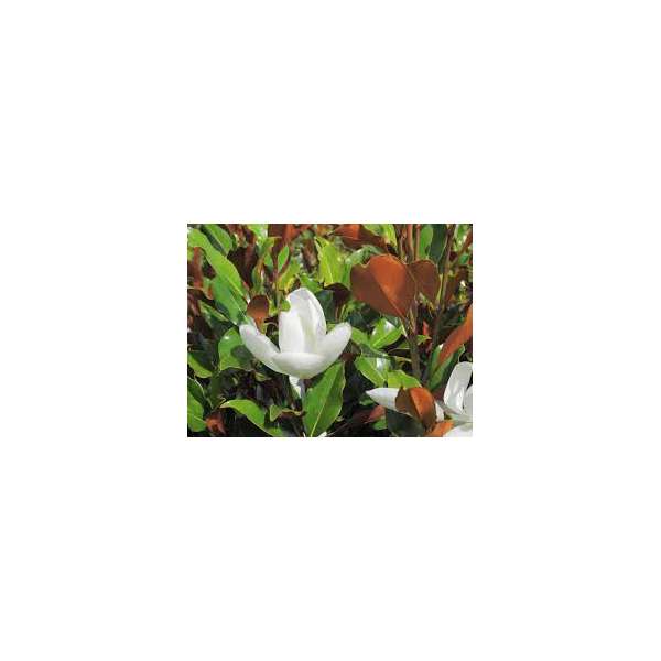 Magnolia grandiflora