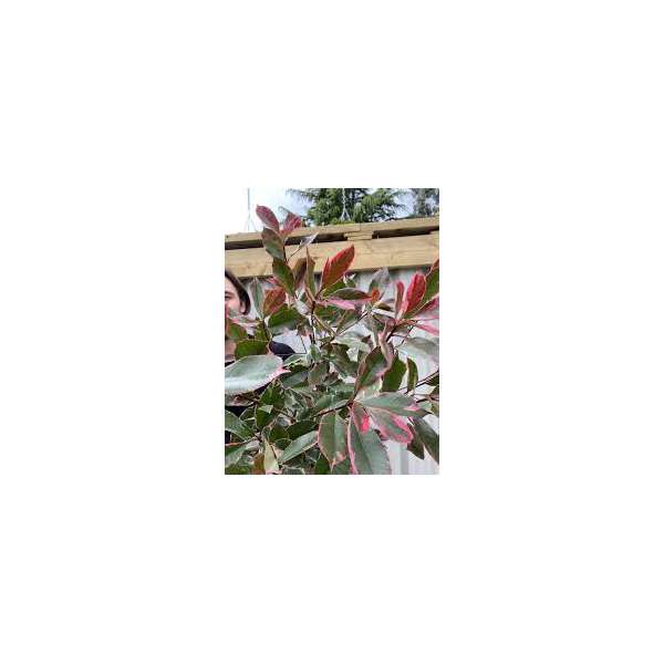 Photinia fraseri'Birmingham'