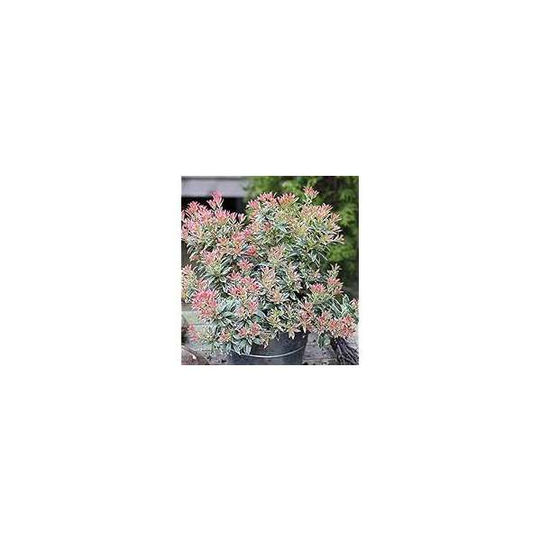 Pieris japonica'Little Frosty'