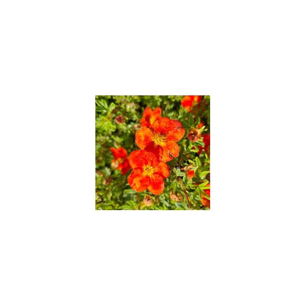 Potentilla fruticosa'Marion RedRobin'