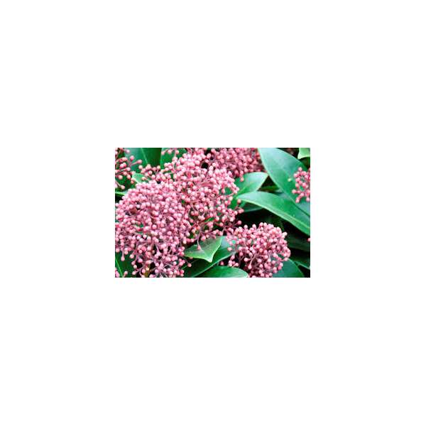 Skimmia japonica'Rubesta Giant Pink'