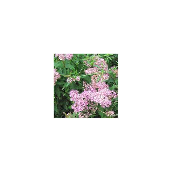 Spiraea japonica'Manon'