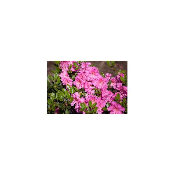 Azalea japonica'Petticoat'