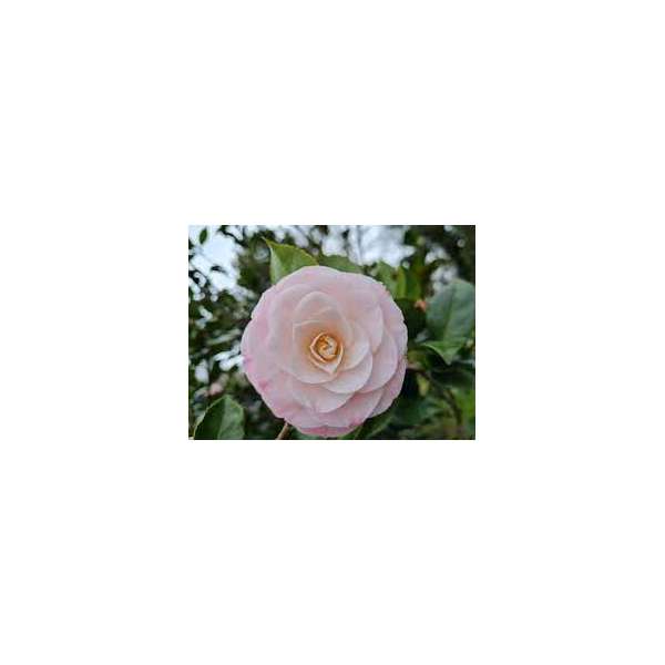 Camellia japonica'Desire'