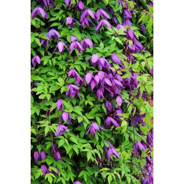 Clematis'Tage Lundell'