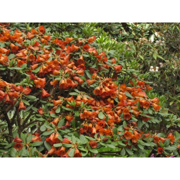 Rhododendron'Scyphocalix'