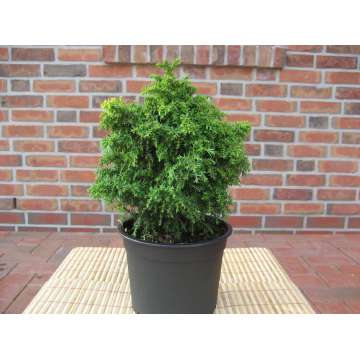 Cryptomeria japonica'Yokohama'