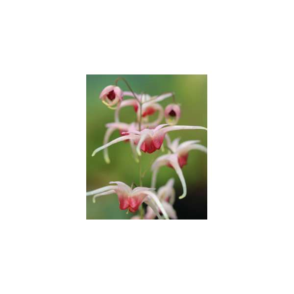 Epimedium'Eco Select'