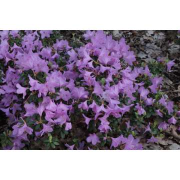Rhododendron'Snipe'
