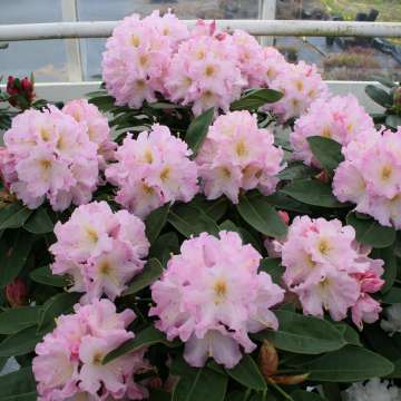 Rhododendron'Onkel Diners'