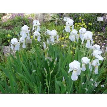Iris germanica'Fiorentina'