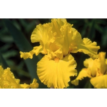 Iris germanica'Ola Kala'
