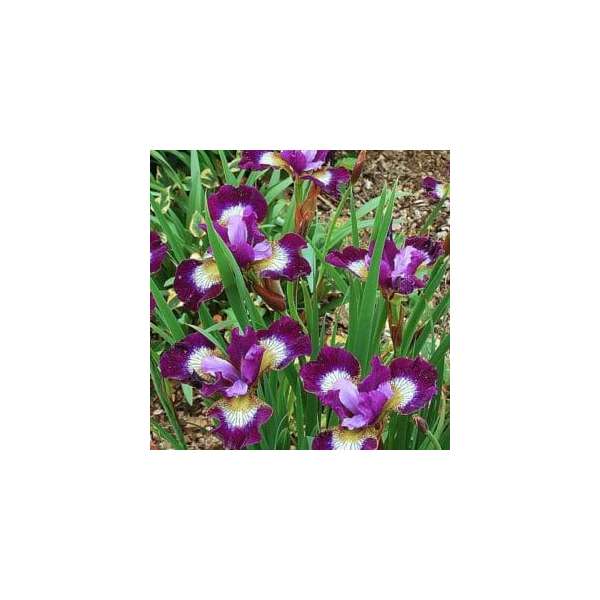 Iris sibirica'Contrast in Styles'