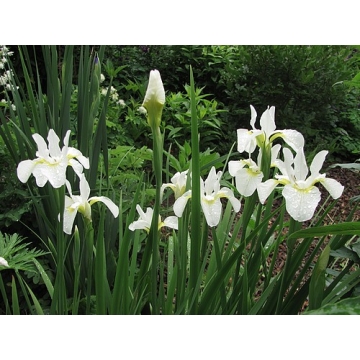 Iris sibirica'Snow Queen'