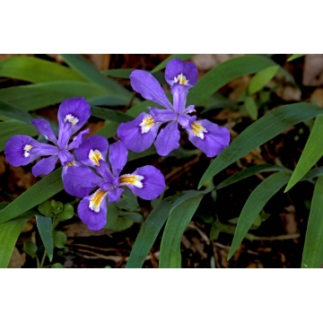 Iris cristata