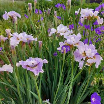 Iris sibirica'Dawn Waltz'