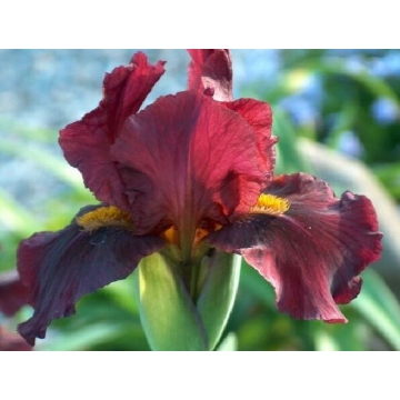 Iris germanica'Red Orchid'