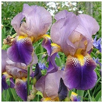 Iris germanica'Lent A. Williamson'