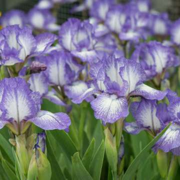 Iris pumila'Petit Polka'