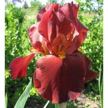 Iris germanica'Vita Fire'