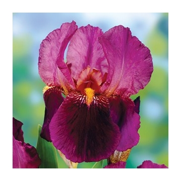 Iris germanica'Senlac'