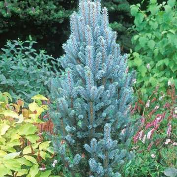 Picea pungens'Iseli Fastigiata'