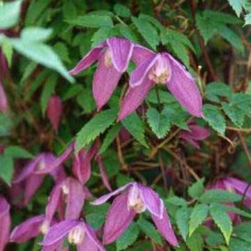 Clematis viticella'Mrs.T.Lundell'