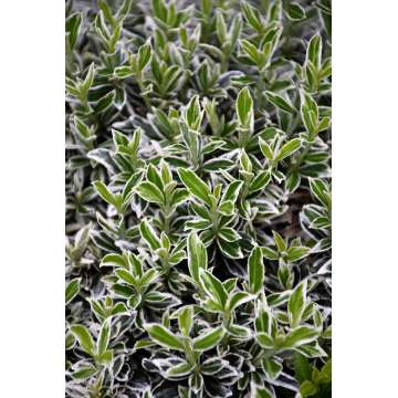 Euonymus japonicus'Microphyllus Albovariegatus'