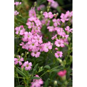 Gypsophila repens'Filou Rose'