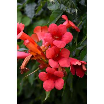 Campsis radicans'Stromboli'