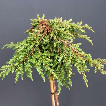 Juniperus communis'Zeal'