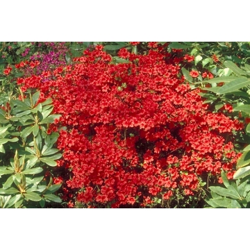 Azalea japonica'Vuyck's Scarlet'