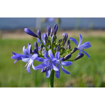 Agapanthus'Johannesburg'