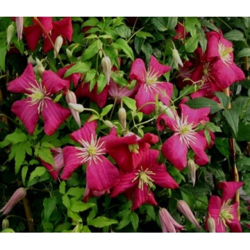 Clematis'Madame Julia Correvon'