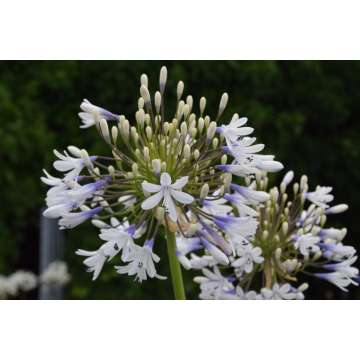 Agapanthus'Julien'