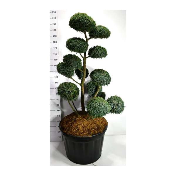 Juniperus chinensis'Blue Alps'