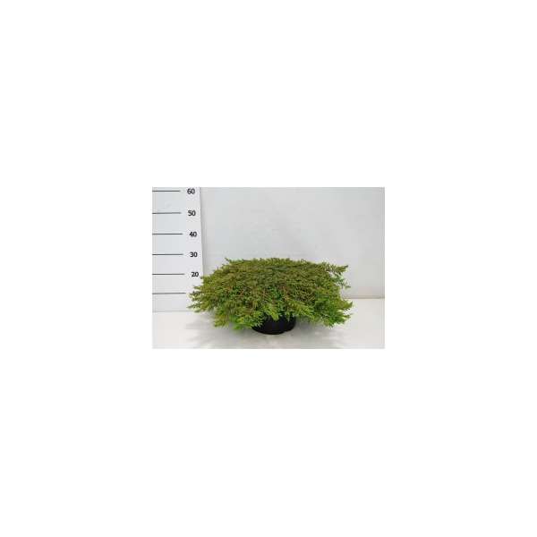 Juniperus communis'Green Carpet'
